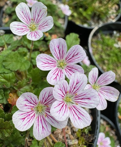 Erodium x variabile 'Roseum'